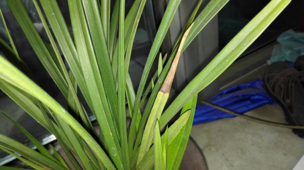 Phải làm gì nếu một lá hoa lan héo? Cách điều trị héo hoa lan