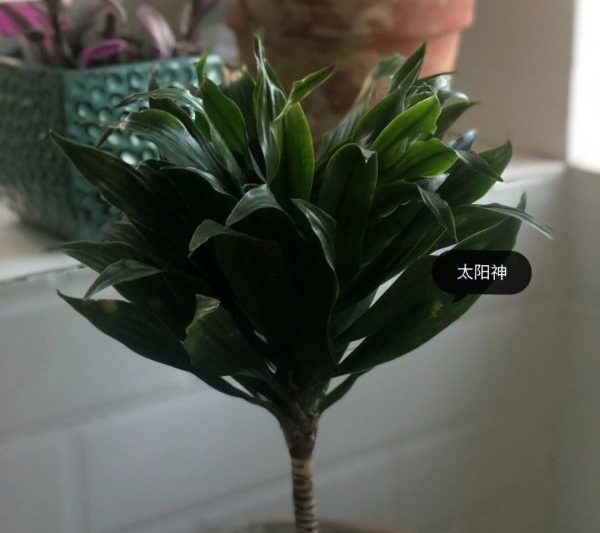 Làm thế nào để nâng cao thần mặt trời và phương pháp sinh sản. Kỹ năng sinh sản và nhân giống của thần mặt trời