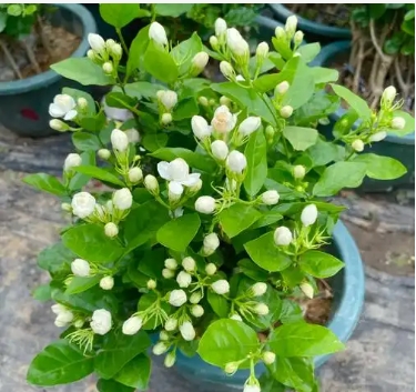 Jasmine trong phòng ngủ có hại cho cơ thể không? Hoa Jasmine trong phòng ngủ có ảnh hưởng sức khỏe nào không?