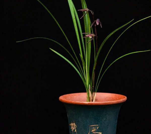 Molan có thể được tiếp xúc với mặt trời không? Molan có thể được tiếp xúc với mặt trời không?