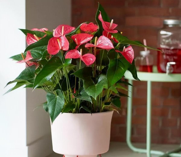 Những bông hoa và thực vật phù hợp để trồng trong nhà? 6 loại hoa phải được trồng ở nhà