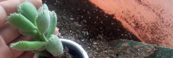 Làm thế nào để cấy ghép mọng nước sau một nồi mọng nước? Phương pháp và biện pháp phòng ngừa cho các loài mọng nước cấy ghép