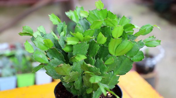 Đất sét cua hay ánh nắng mặt trời như bóng râm hay ánh nắng mặt trời? Đất sét hay ánh nắng mặt trời như bóng râm hay ánh nắng mặt trời?