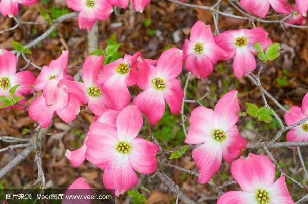 Khi nào Dogwood sẽ nở? Khi nào Dogwood sẽ nở?

Khi nào là thời kỳ ra hoa của gỗ?