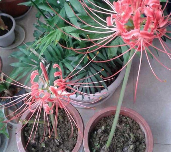 6 loại hoa không được nuôi ở nhà. Sáu loại hoa không được trồng ở nhà.