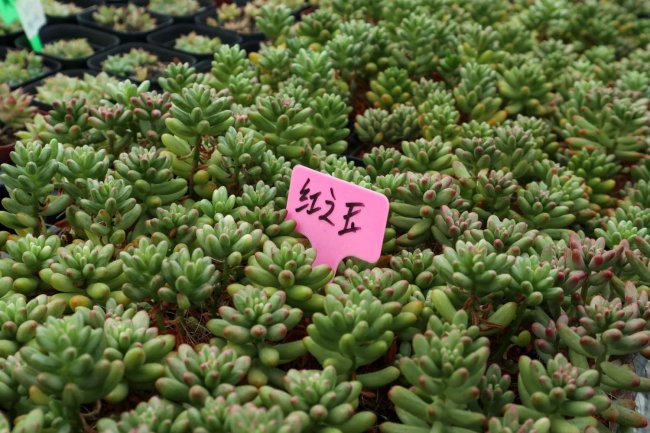 Làm thế nào để nâng màu thạch từ Rainbow Jade? Chia sẻ mẹo bảo trì mọng nước (2)