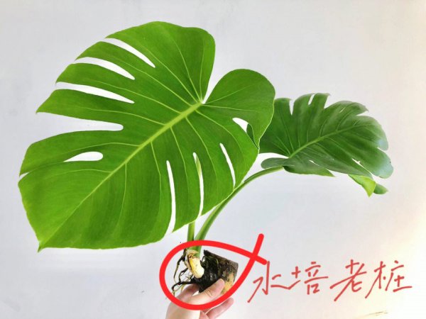 Monstera có thể được đổ bằng ferrous sunfat không? Monstera có thể được điều trị bằng ferrous sunfat không?