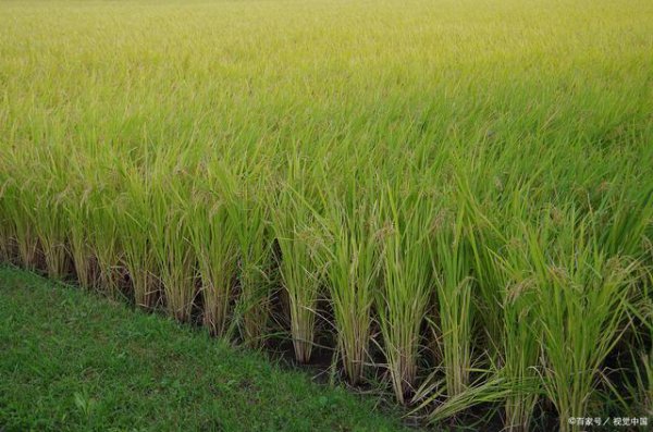 Giới thiệu về Longjing 31 Rice Varition Giới thiệu về Longjing 31 Rice Variety