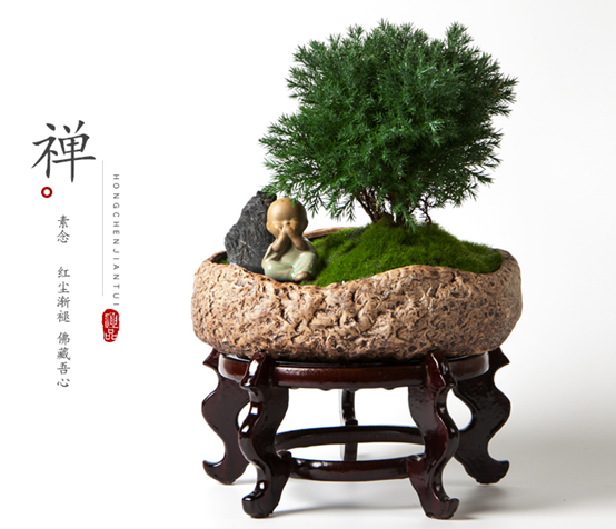 Các phương pháp và biện pháp phòng ngừa cho việc trồng chậu thông sương mù là gì? Các biện pháp phòng ngừa cho việc trồng chậu thông sương mù ở nhà là gì