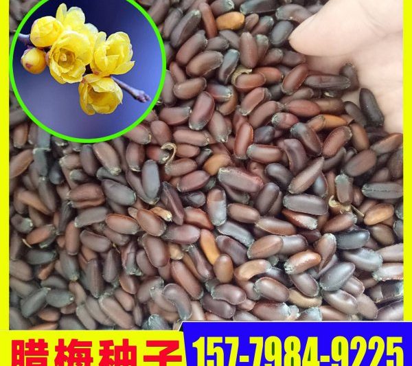 Khi nào là thời điểm tốt nhất để gieo hạt giống mùa đông? Khi nào là thời điểm tốt nhất để gieo mùa đông?