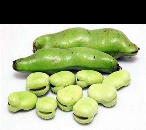 Đậu rộng có giống như đậu hoa lan không? Đậu rộng có giống như đậu hoa lan không?