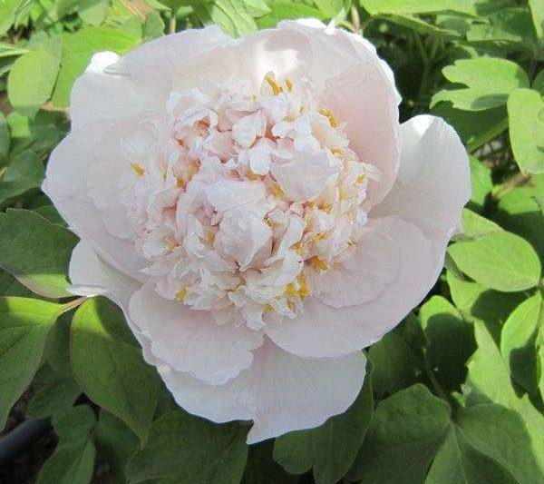 Các loại hoa mẫu đơn trắng đặc điểm và biểu tượng của hoa mẫu đơn