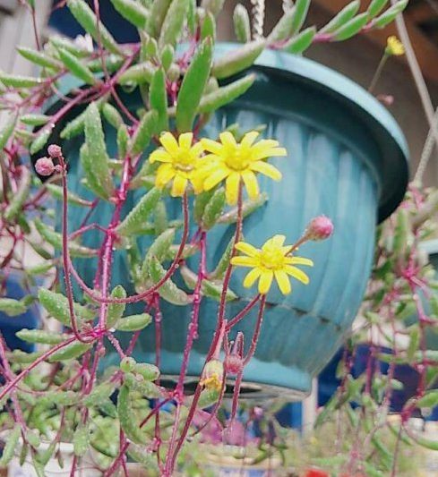 Các mọng nước phổ biến của Asteraceae là gì? Danh sách 5 loài mọng nước phổ biến của Asteraceae (3)