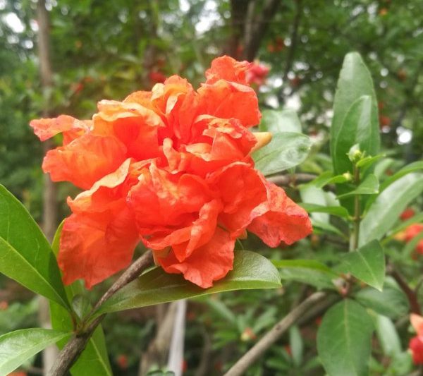 Những bông hoa lựu nở bao nhiêu lần trong một năm? Những bông hoa lựu nở bao nhiêu lần trong một năm?