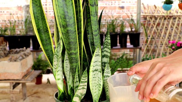 Có thể được tưới bia mà không có nước? Nó có khả thi với nước bia không?