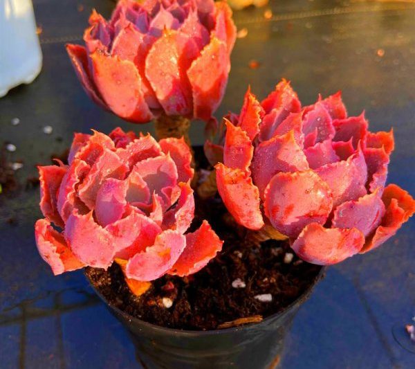 Mất bao lâu để lấy một lưu vực vào hoàng hôn? Khi nào thì hoàng hôn sẽ trở về nhà