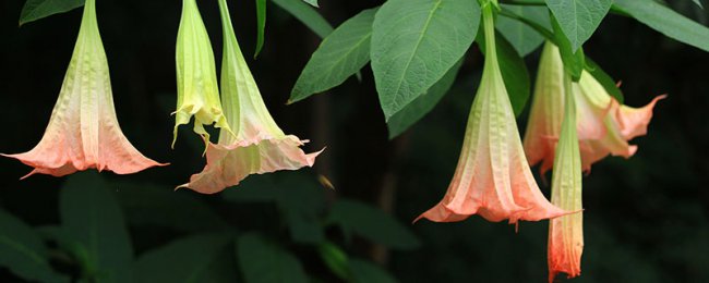 Có phải hoa mandala có độc không? Độc tính và phòng chống ngộ độc mandala