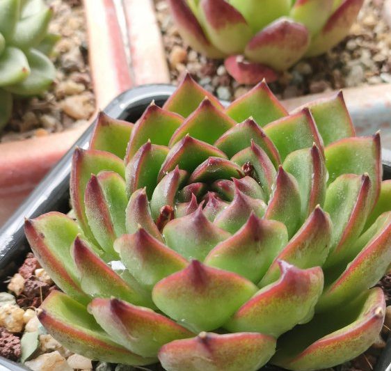 Làm thế nào để nâng cao mọng nước để trông đẹp hơn? Mẹo để làm cho các loài mọng nước bùng nổ