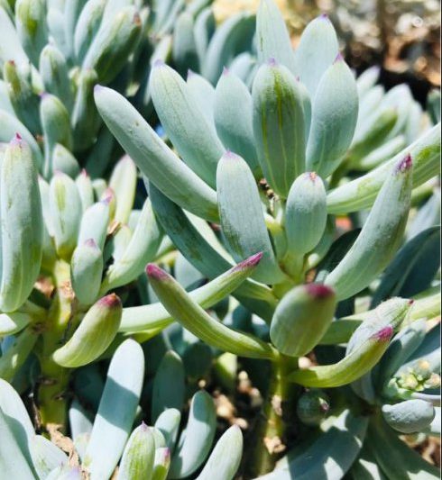 Các mọng nước phổ biến của Asteraceae là gì? Danh sách 5 loài mọng nước phổ biến của Asteraceae (2)