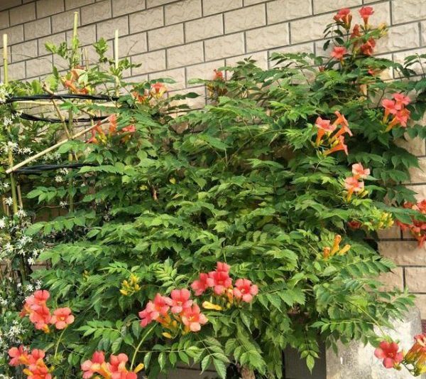 Tại sao bạn không thể nuôi hoa kèn ở nhà? Tại sao bạn không nên trồng hoa kèn ở nhà?