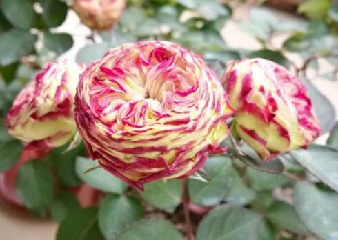 Ghana Pom Pom Rose – Những ưu điểm và nhược điểm của Ghana Pom Pom Pom Rose là gì