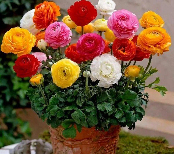 Phương pháp trồng cho các quả bóng bơ trong các điểm bảo trì buttercup trong chậu