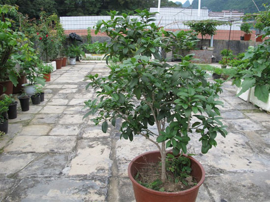 Các kỹ thuật nhân giống của Osmanthus trong chậu Phương pháp nhân giống Osmanthus