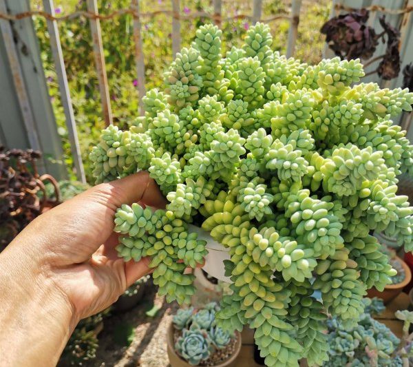 Mất bao lâu để lấy một lưu vực cho một mặt dây chuyền ngọc? Khi nào mặt dây chuyền ngọc bích sẽ được đặt vào một bas