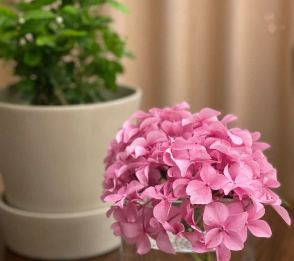 Việc sắp xếp hoa hoa cẩm tú cầu vào bao nhiêu ngày? Bao lâu thì sự sắp xếp hoa hoa cẩm tú cầu vào nước?