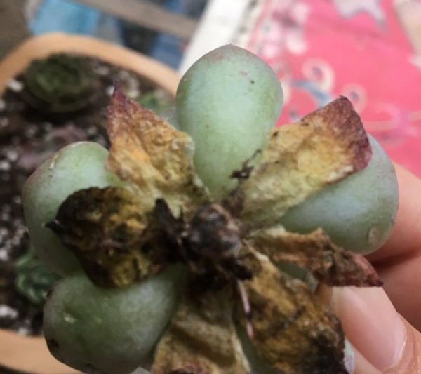 Phải làm gì nếu rễ mọng nước khô héo? Nên làm gì nếu rễ mọng nước khô?