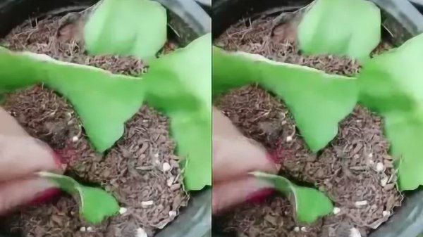 Cách nhanh nhất để root các phần cắt biểu mô. Cách nhanh nhất để root các phần cắt biểu mô.