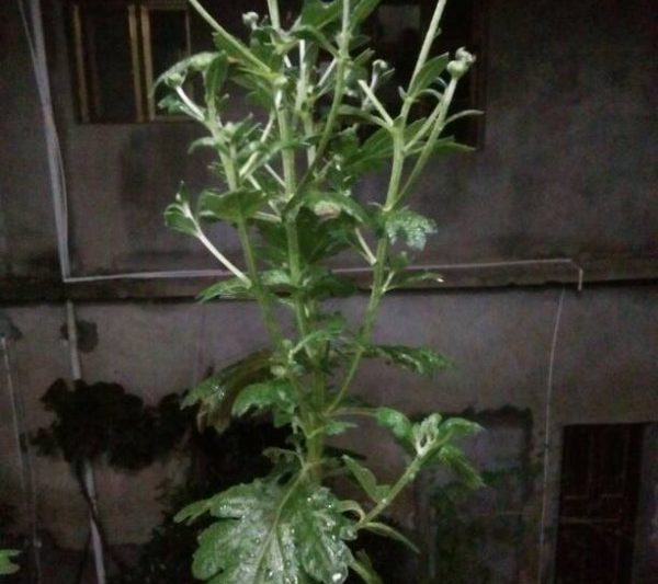 Lý do tại sao hoa cúc chỉ trồng chồi nhưng don don nở? Tại sao hoa cúc chỉ trồng chồi nhưng don don nở?