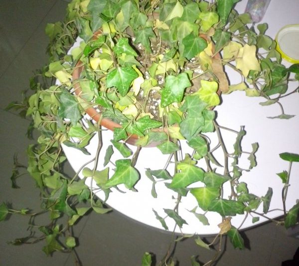 Có gì sai với lá cây thường xuân khô? Tại sao lá cây thường xuân khô héo?
Tại sao lá cây thường xuân khô?