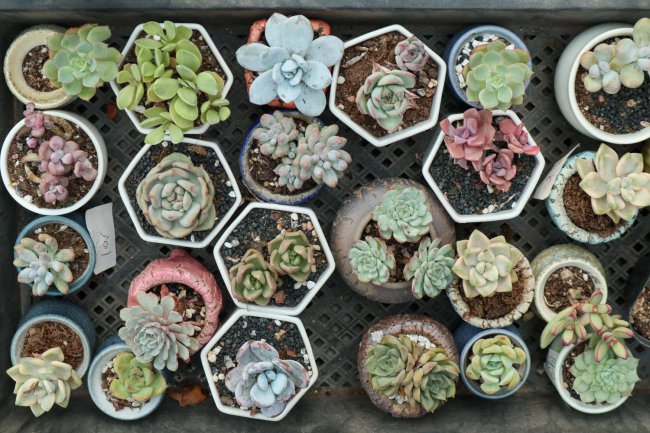 Làm thế nào để mọng nước thu thập năm phước lành? Hướng dẫn duy trì các loài mọng nước trong năm mới (3)