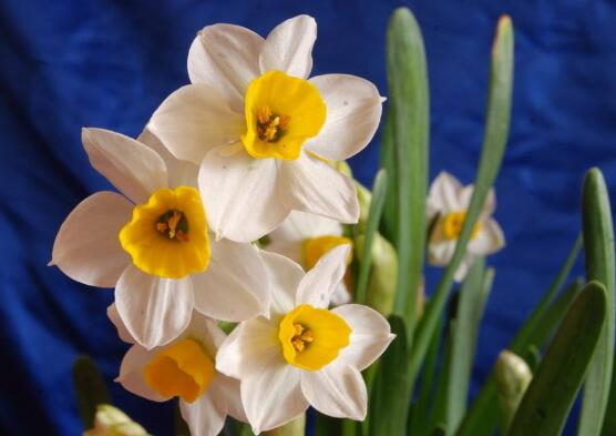 Ý nghĩa tượng trưng của hoa thủy tiên là gì? Ngôn ngữ hoa và ý nghĩa đại diện của hoa thủy tiên (2)