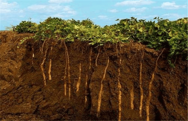 Làm thế nào và thời gian của yam như thế nào và thời gian trồng khoai mỡ