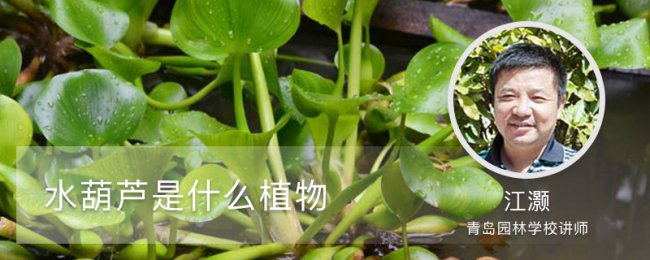 Tại sao bị ngập lụt trong lục bình? Tiết lộ tính hai mặt sinh thái của phượng sen Phoenix