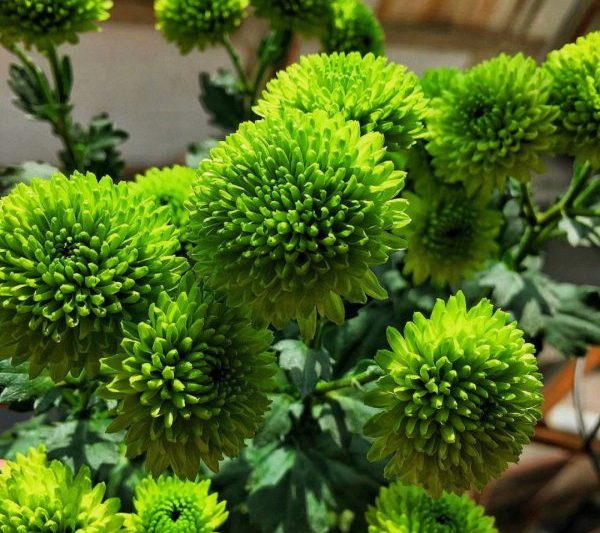 Khi nào thì hoa cúc sẽ đứng đầu? Khi nào thì hoa cúc sẽ đứng đầu?
Khi nào thì hoa cúc sẽ nở