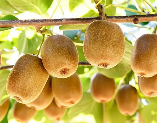 Những trái cây nào có thể làm giảm hàm lượng lipid máu? Những trái cây nào có thể làm giảm hàm lượng lipid máu?