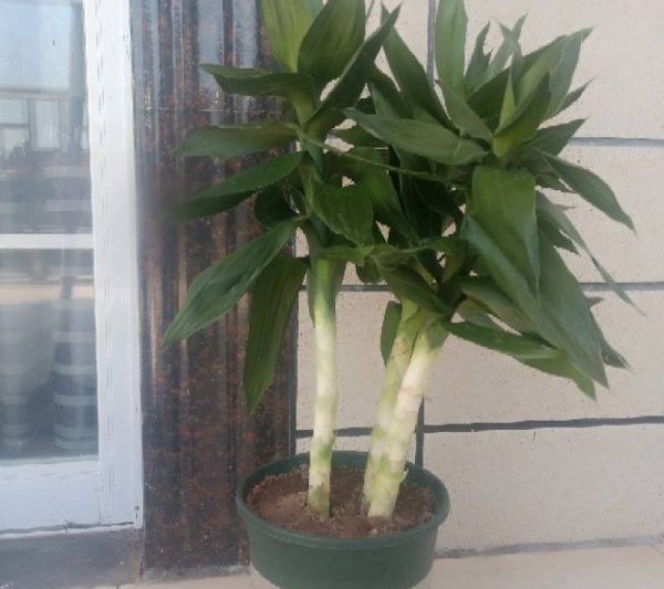 Hiệu ứng phong thủy và những điều cấm kị của Guanyin tre hiệu ứng Feng Shui và Taboos của Guanyin Bamboo