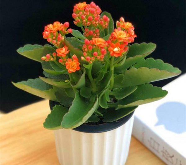 Changshouhua có phải là một loại cây thích ánh nắng hay nắng không? Changshouhua có phải là một loại cây thích ánh nắng hay nắng không?