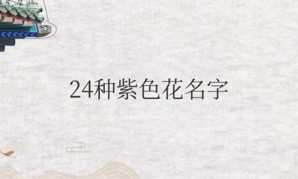 24 tên hoa màu tím và ý nghĩa