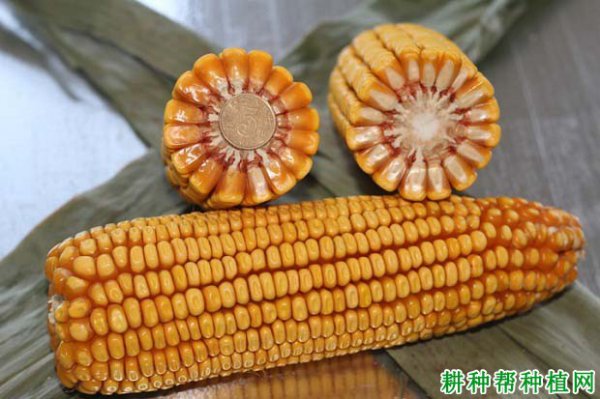 Giới thiệu về Liangyu 188 Các loài ngô Liangyu 188 Các loài ngô