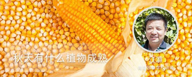 Những cây nào đã chín vào mùa thu? Mùa thu thu hoạch hoa trang trí hoa
