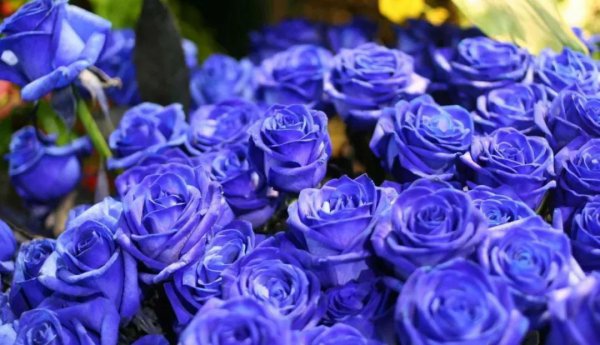 15 bông hoa kích thích tình dục màu xanh có nghĩa là gì? Về ý nghĩa thực sự của màu xanh hồng