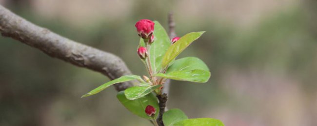 Ý nghĩa sâu sắc của ngôn ngữ hoa Begonia là gì? Giải thích ý nghĩa của văn hóa hoa Begonia