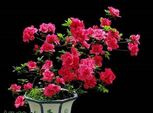 Bốn điểm chính của mùa đông quản lý cây cảnh Azalea