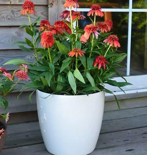 Các cây chống muỗi vào mùa hè là gì? Cây chậu được khuyến nghị có tác dụng chống muỗi