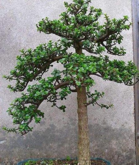 Hình ảnh những đống cũ của cành vàng và lá ngọc. Phương pháp tái tạo cành vàng và lá ngọc (4)
