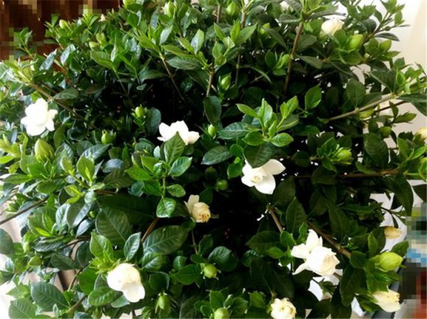 Yogurt Water Gardenia có thể không? Sữa chua có tốt cho Gardenia không?